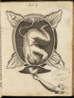 Illustration of child in utero